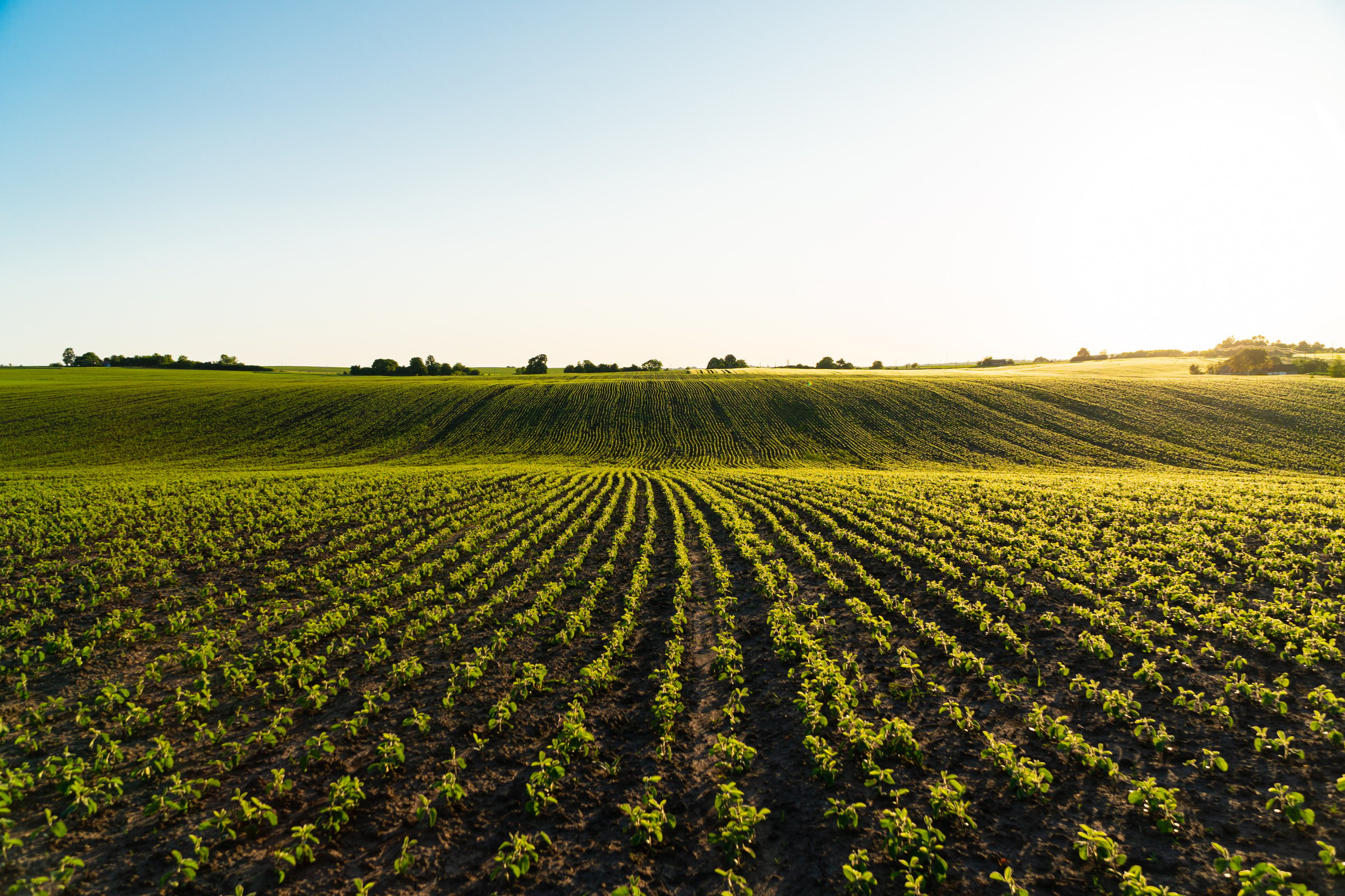 Soy field. Soy field with sunset sun. Young Soy Plants. Soy agriculture. Agrarian business. Agricultural scene